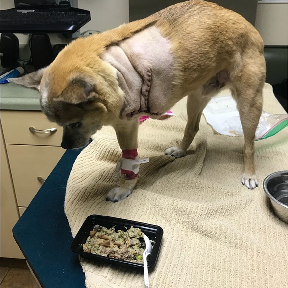 Meet 18yr old Chihuahua Roscoe! - Picture 8 of 10